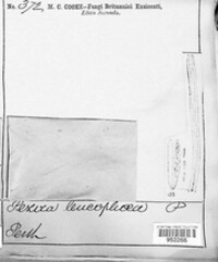 Lachnum mollissimum image